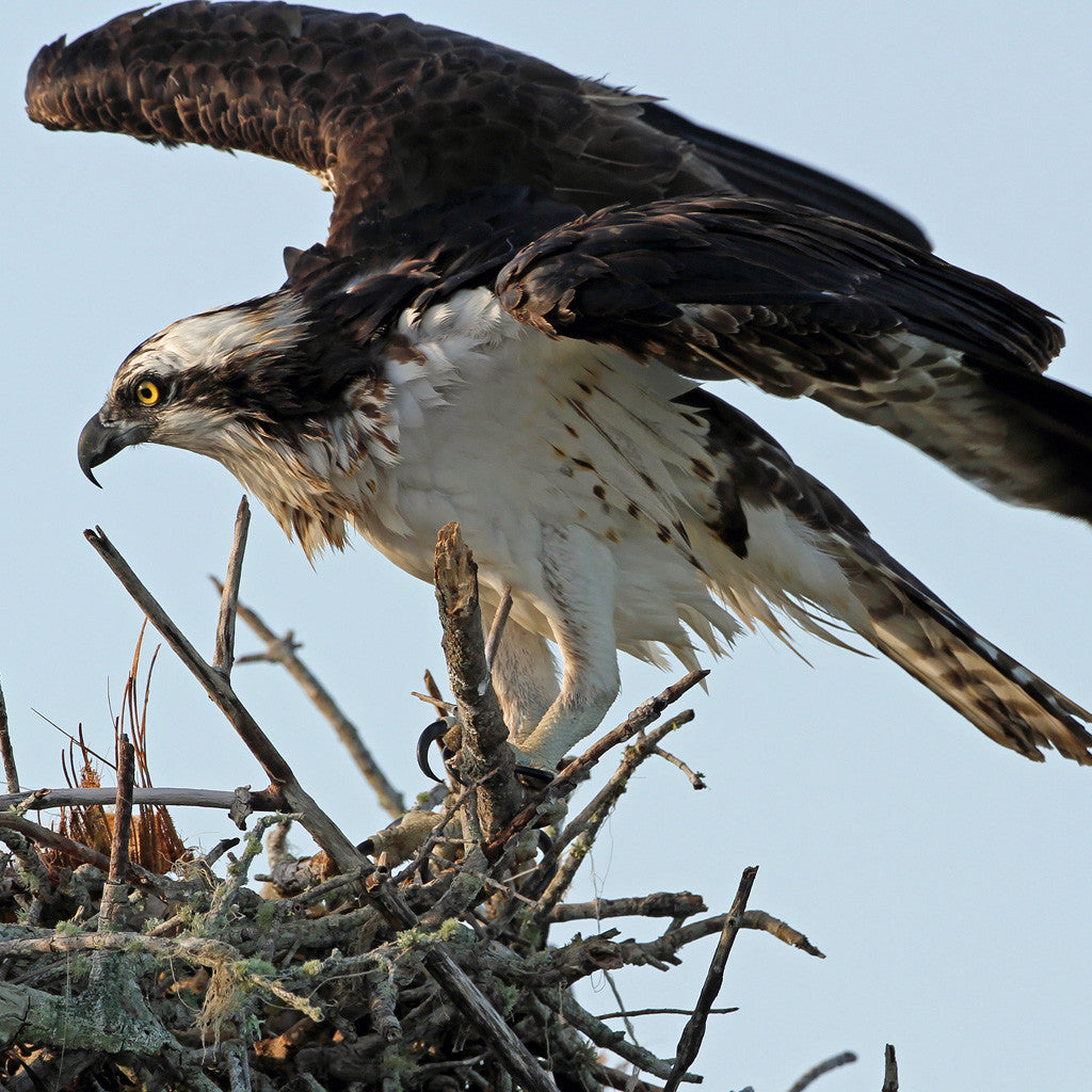 GULLSWEEP® IS ALSO A PROVEN OSPREY DETERRENT